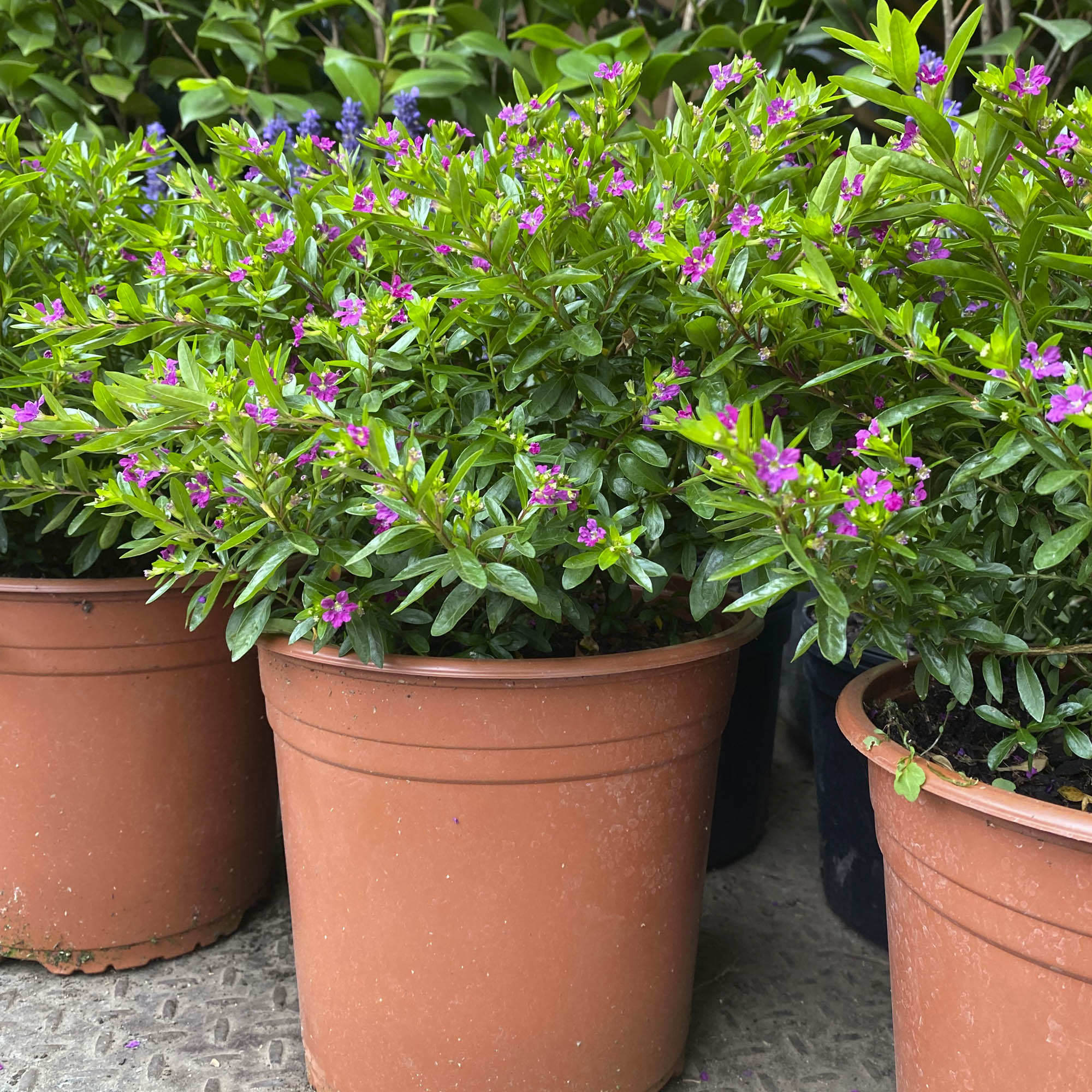 Verónica Colombiana M