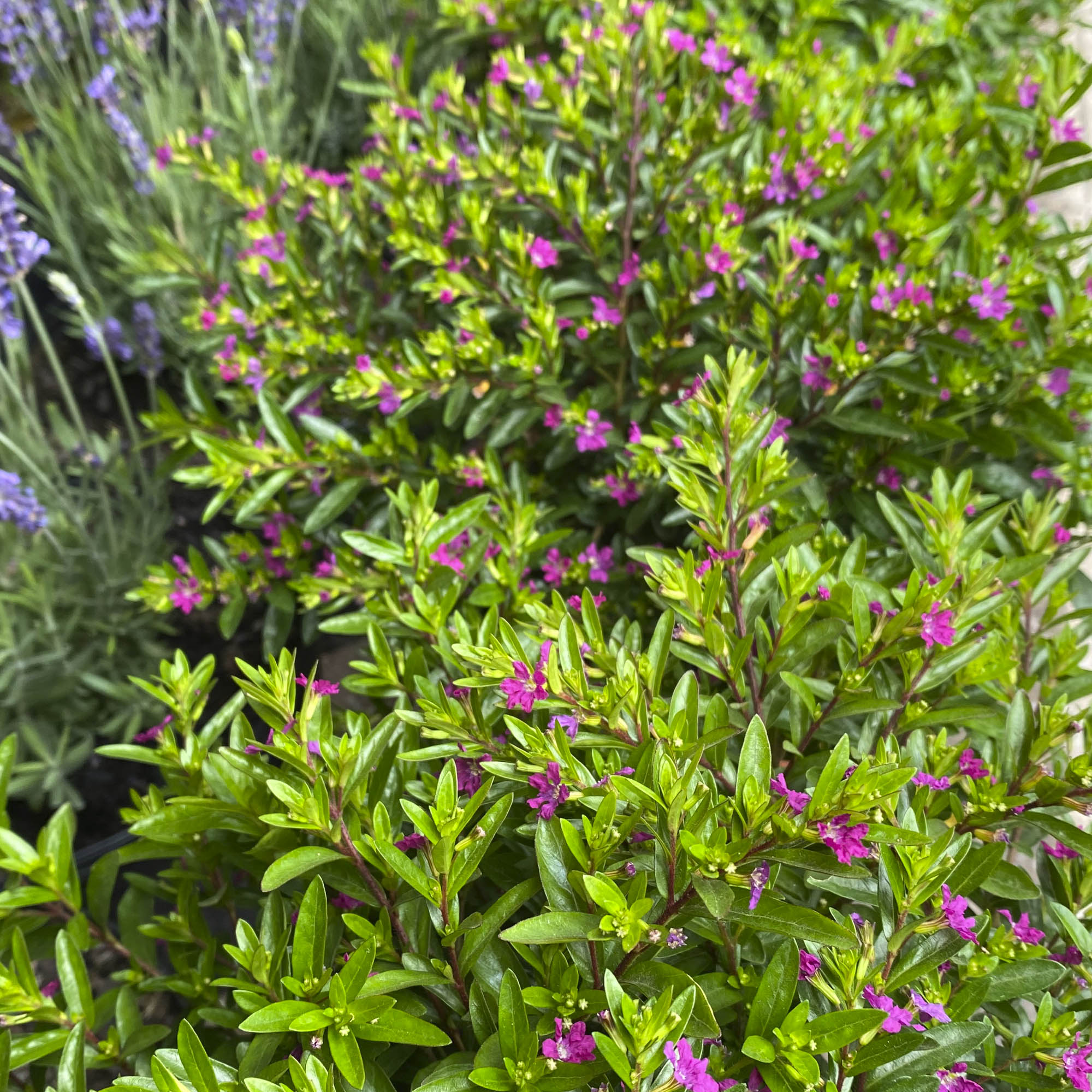 Verónica Colombiana M