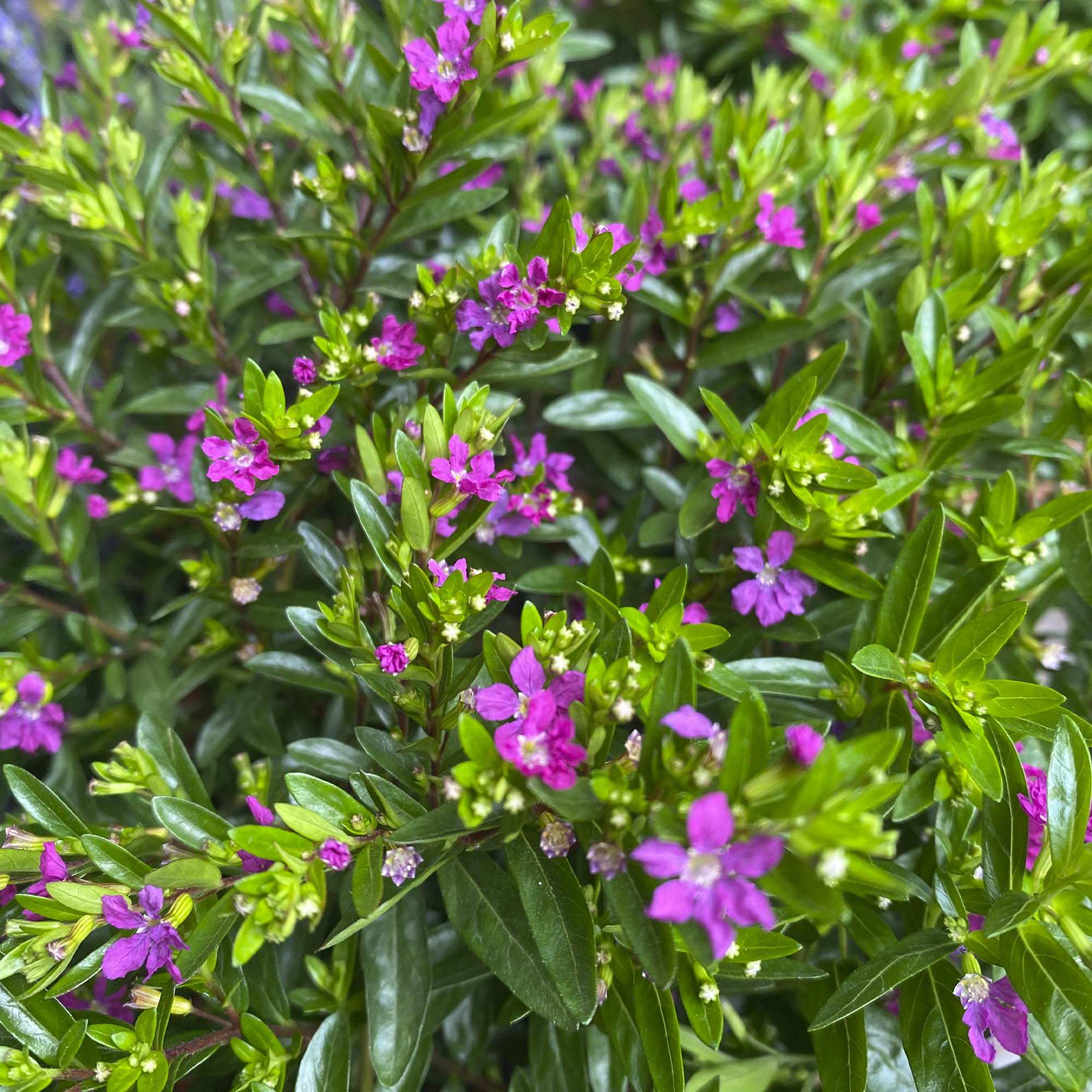 Verónica Colombiana M