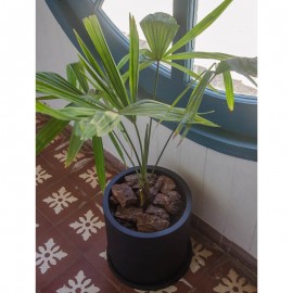 Palmera Trachycarpus 1