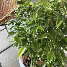 Ficus Bonsai MA 3