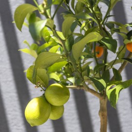 Citrus Kumquat-Limón 1