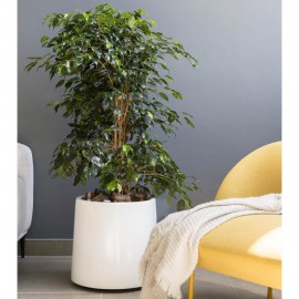 Ficus danielle MA 2