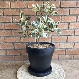 Ficus variegado 4