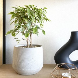 Ficus Bonsai Variegado 3