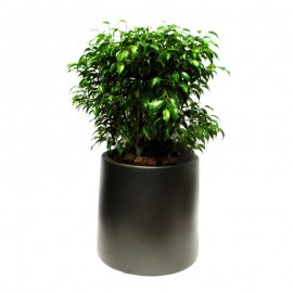 Ficus Bonsai MA 1