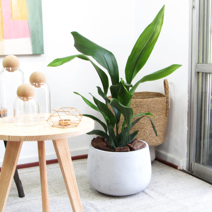 Plantas L