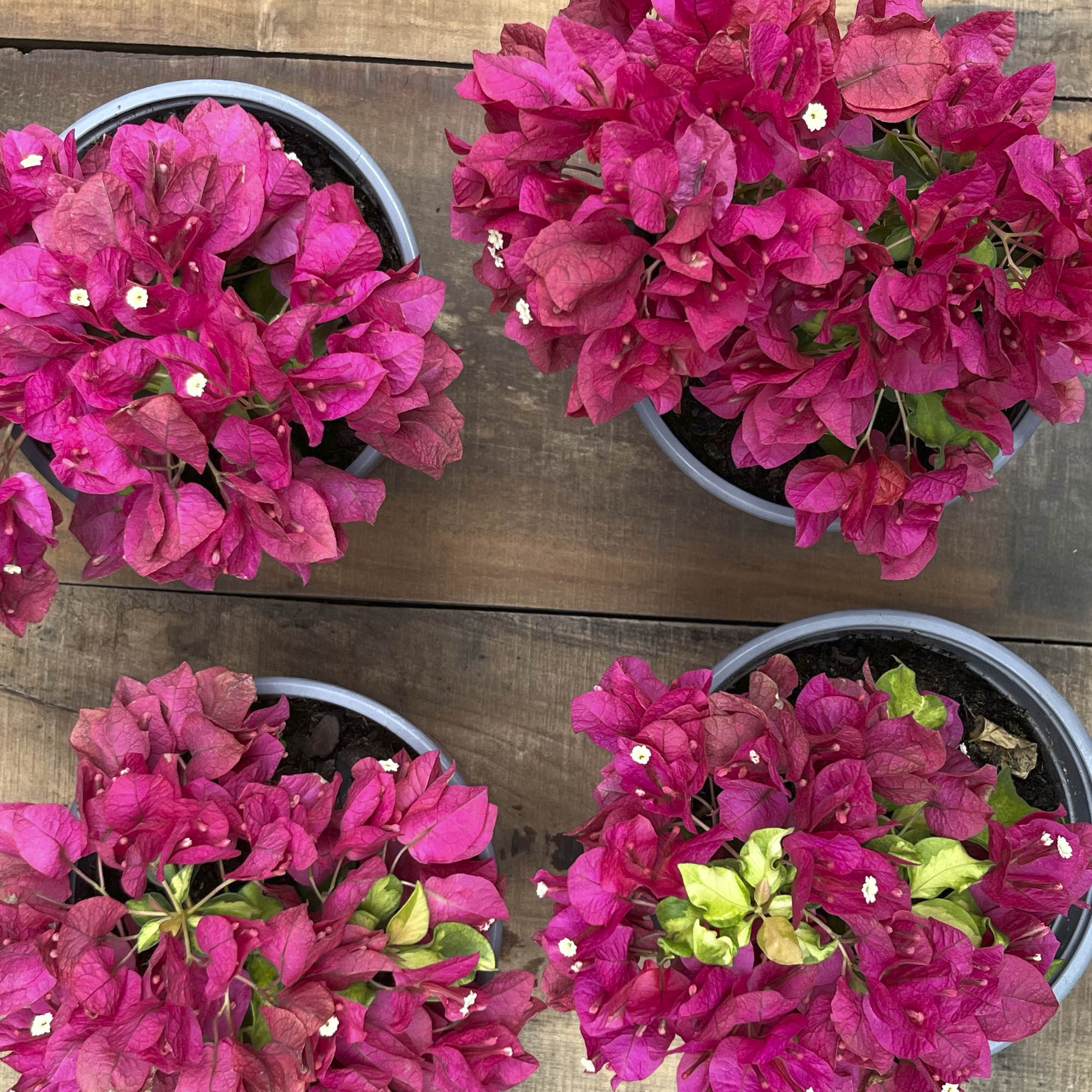 Bugambilia Compacta Fucsia S