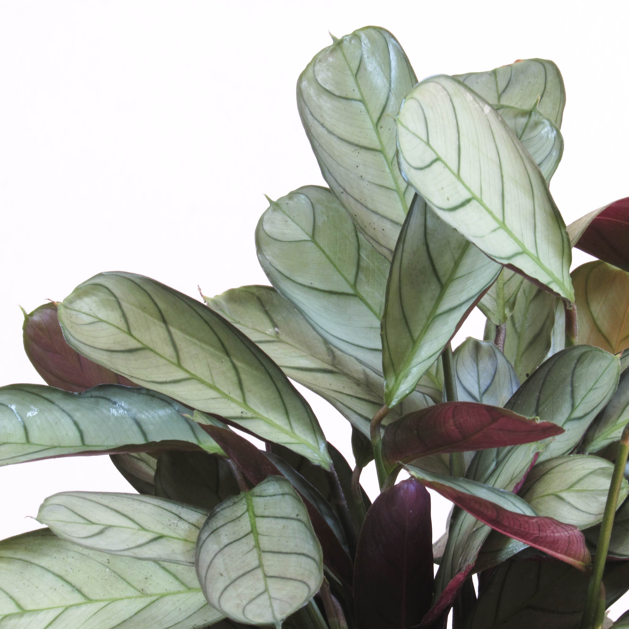 Calathea amagris M