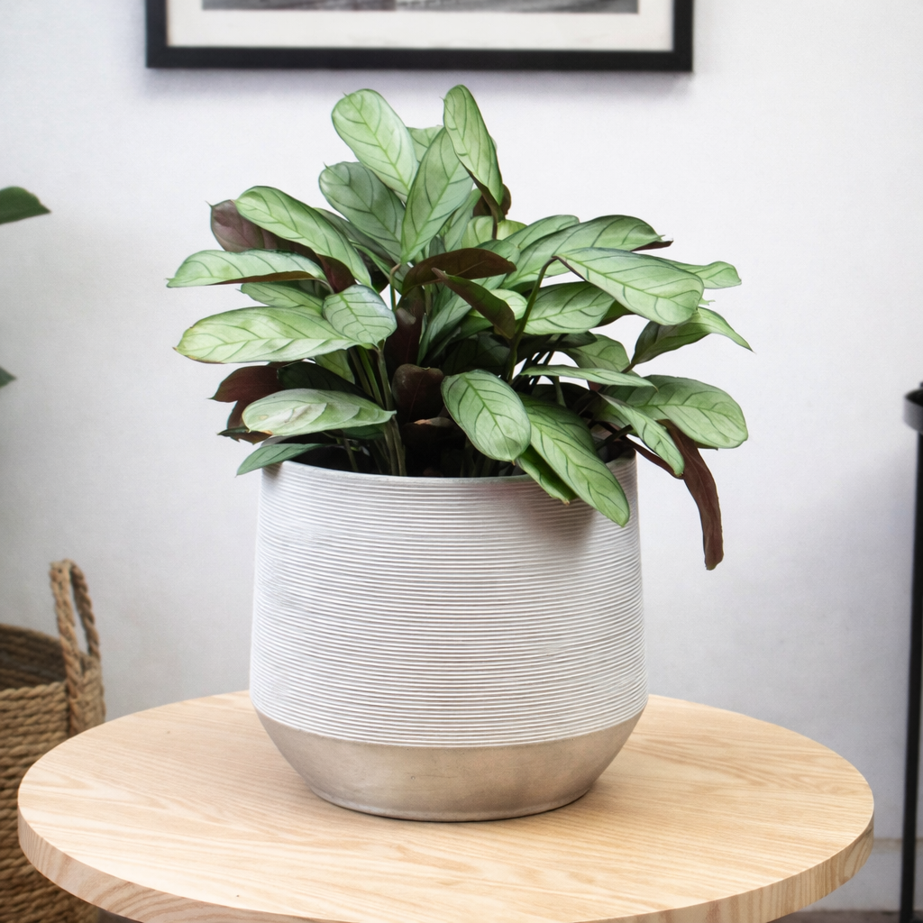 Calathea amagris M