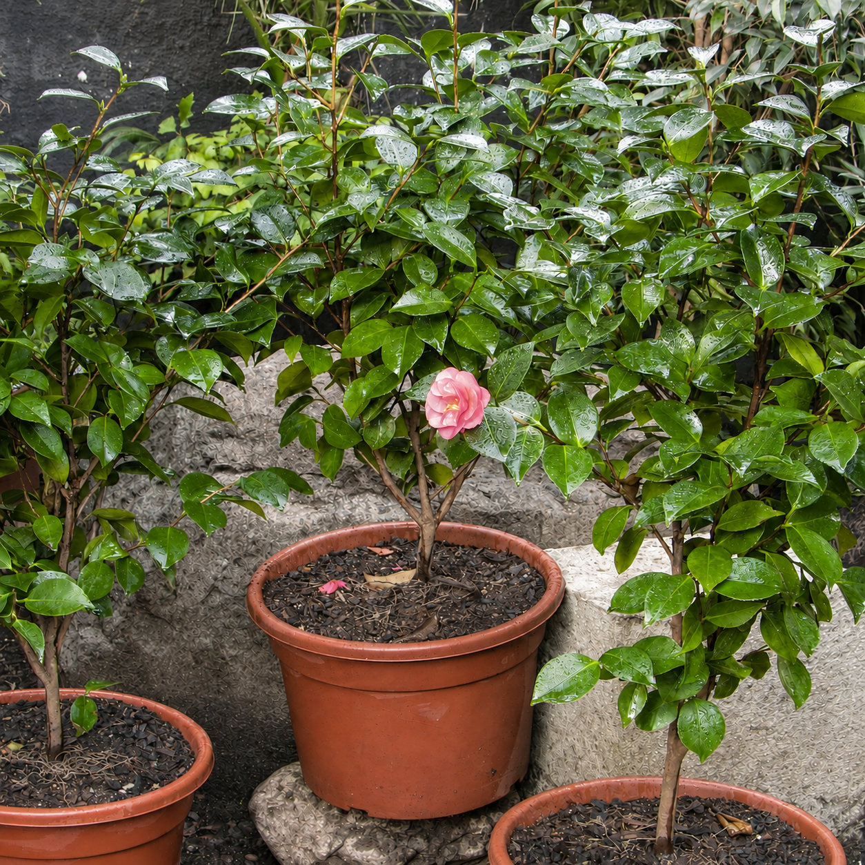 Camelia fucsia L