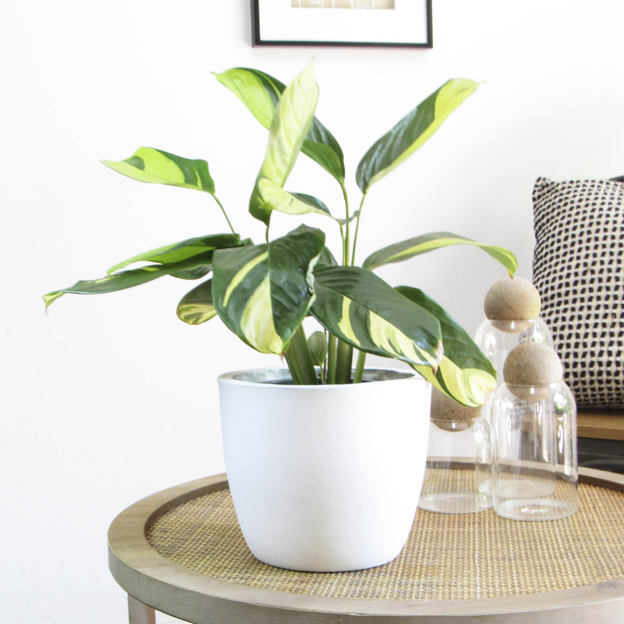 Ctenanthe lubbersiana M