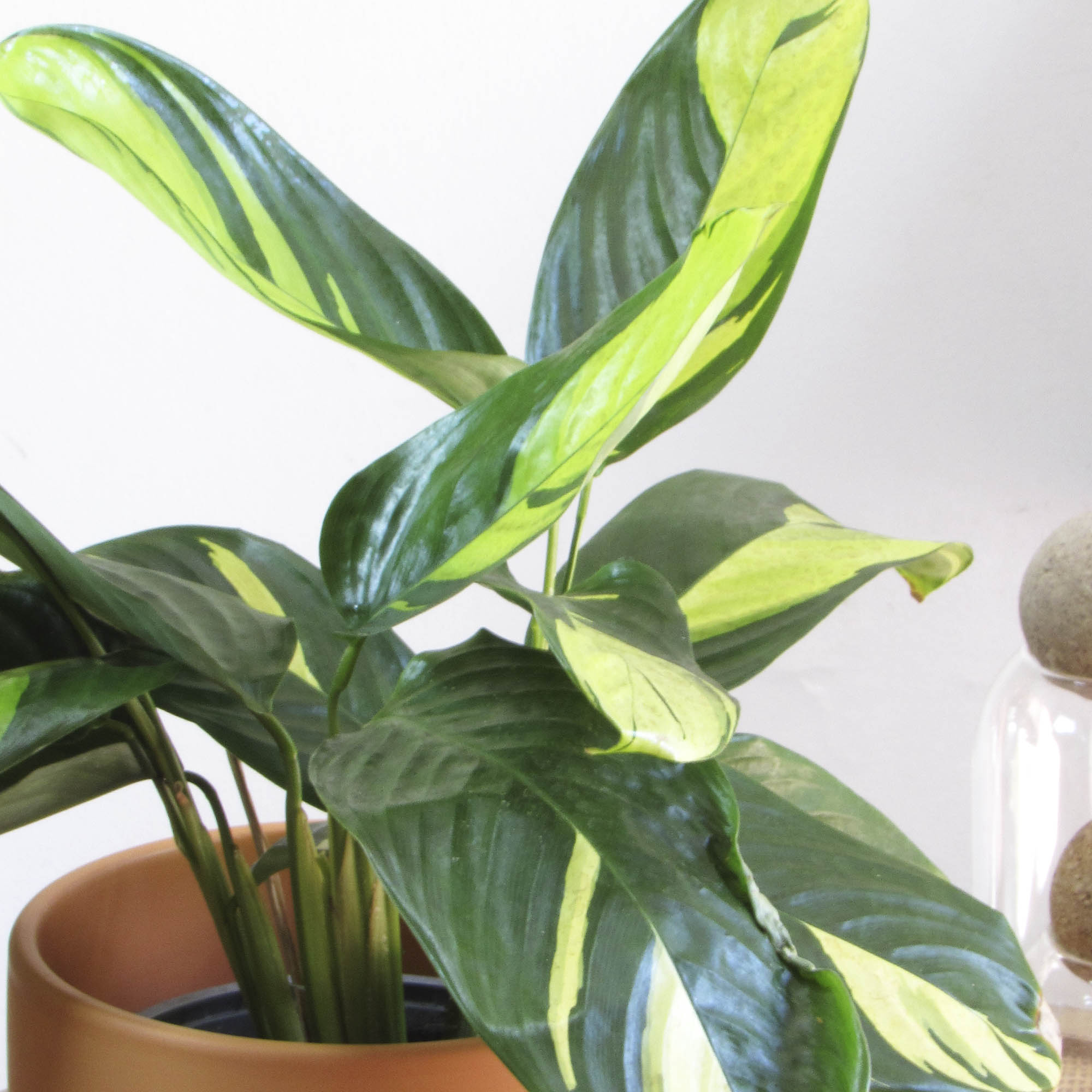 Ctenanthe lubbersiana M