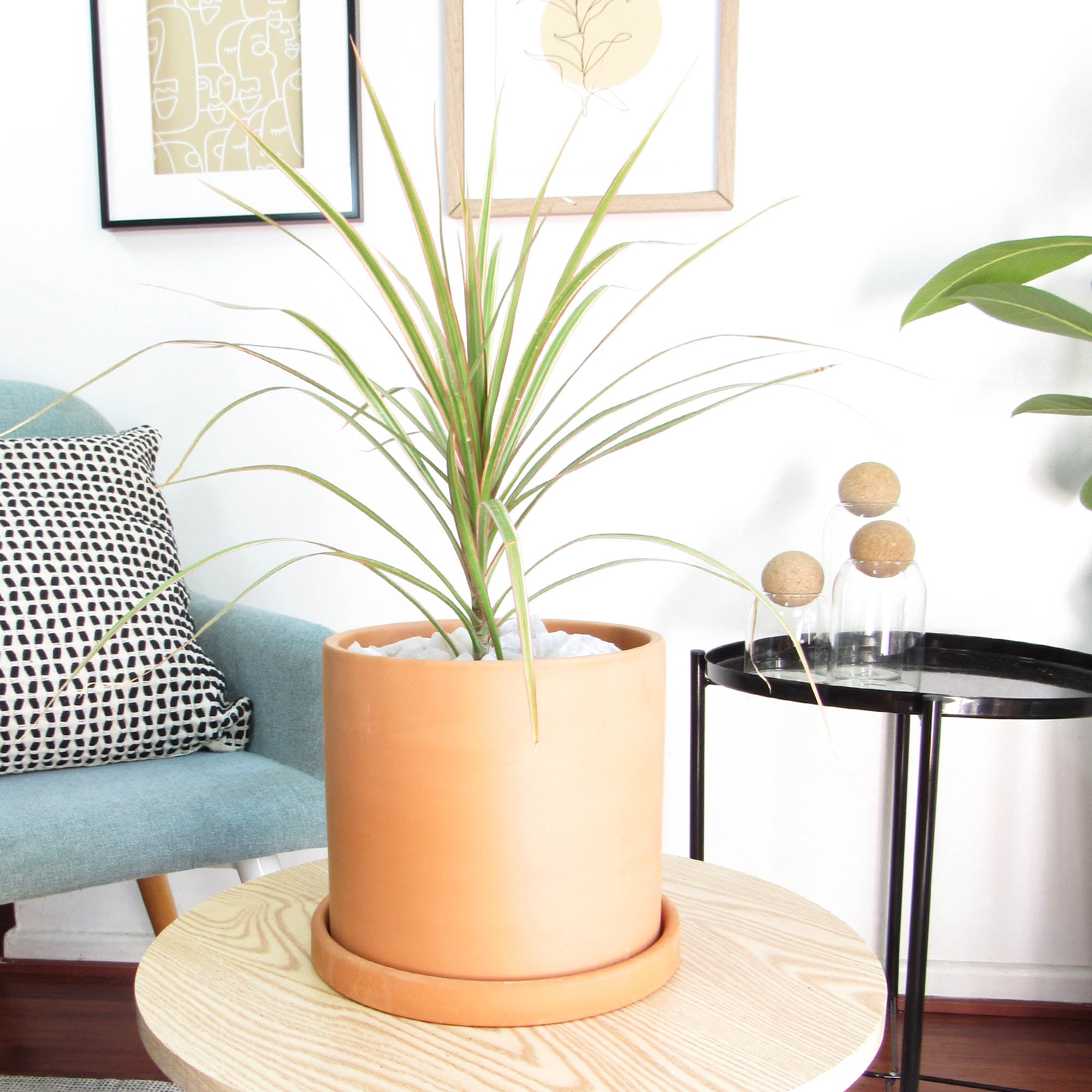 Dracena colorama M