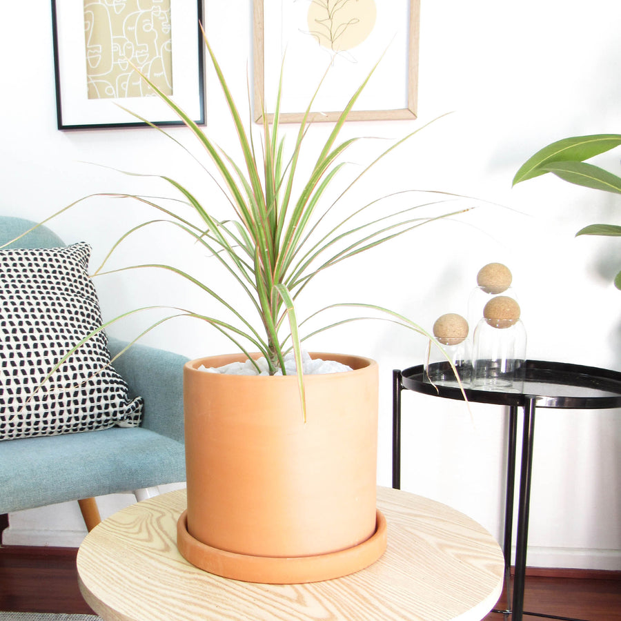 Dracena de hojas largas y estrechas abiertas en abanico, en un macetero anaranjado sobre una mesa.