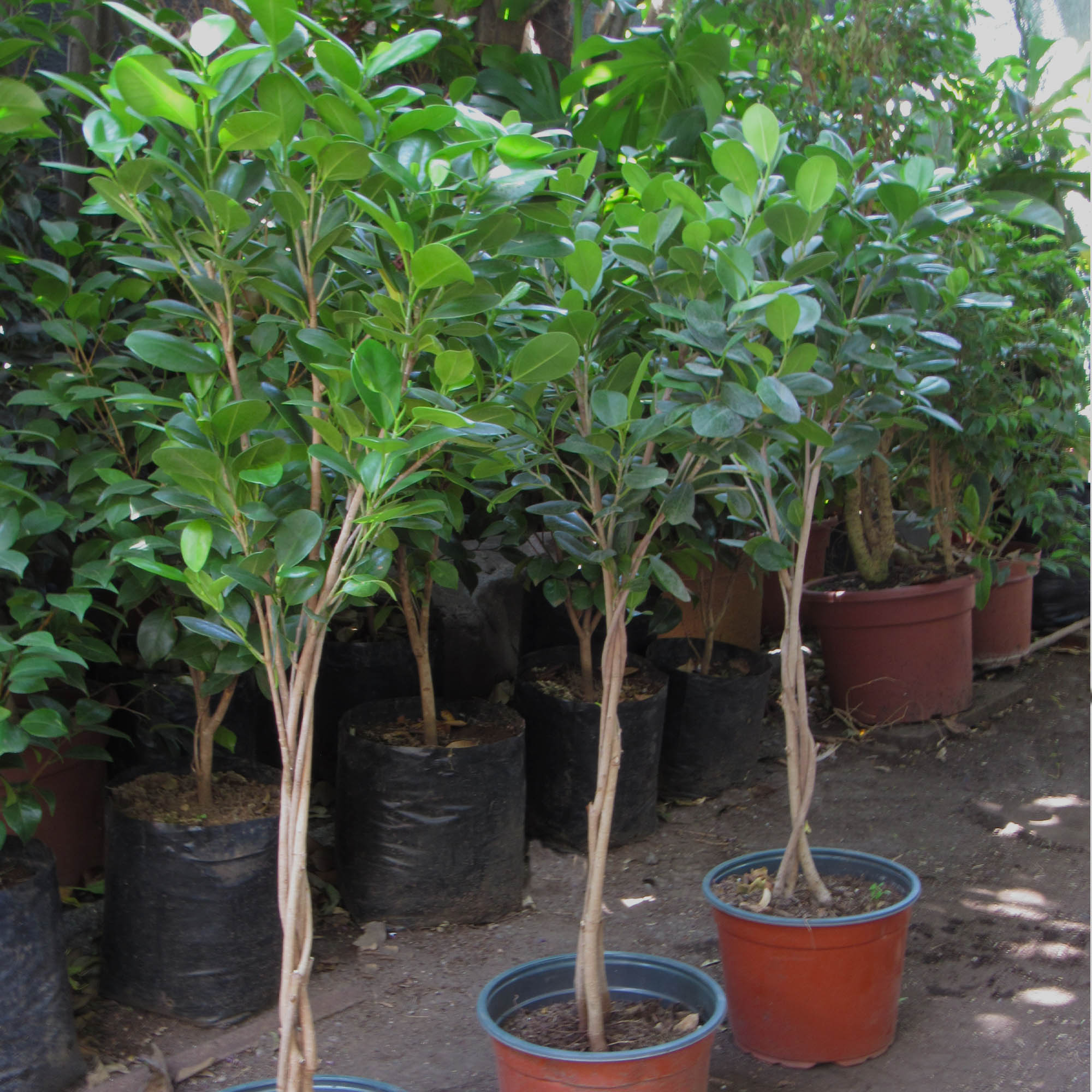 Ficus Moclame Trenzado L