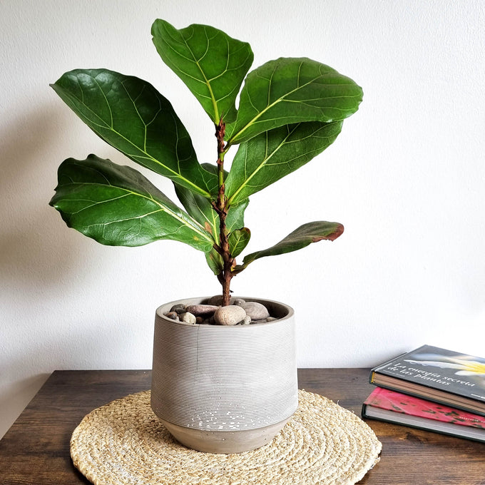 Plantas M