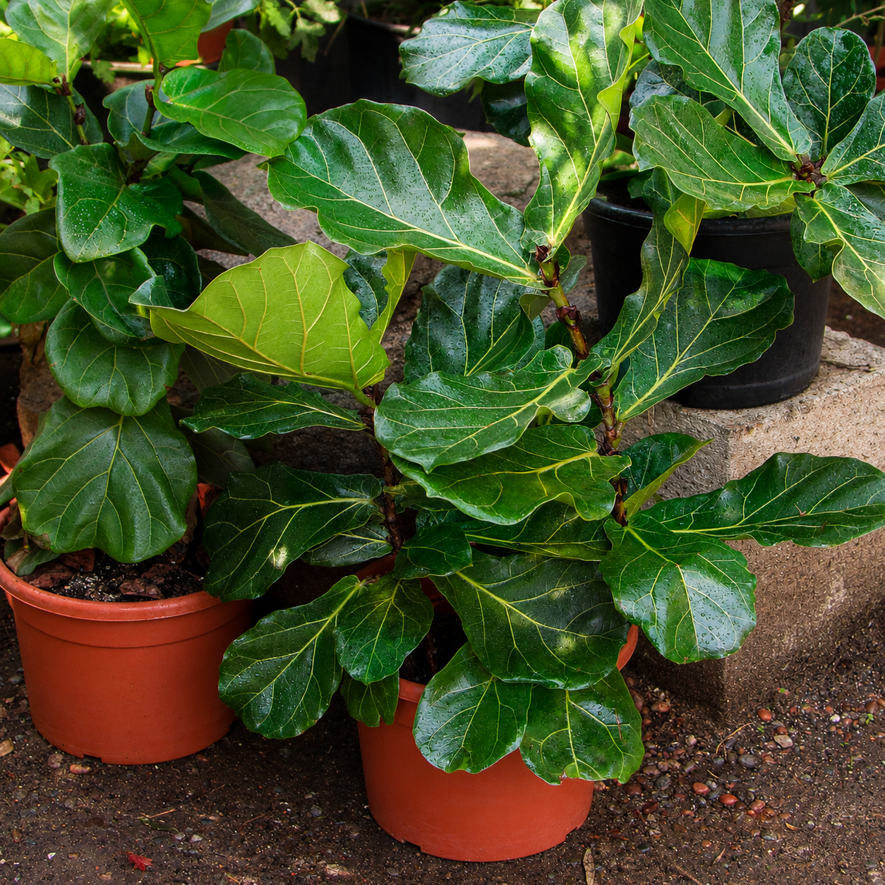 Ficus lyrata L