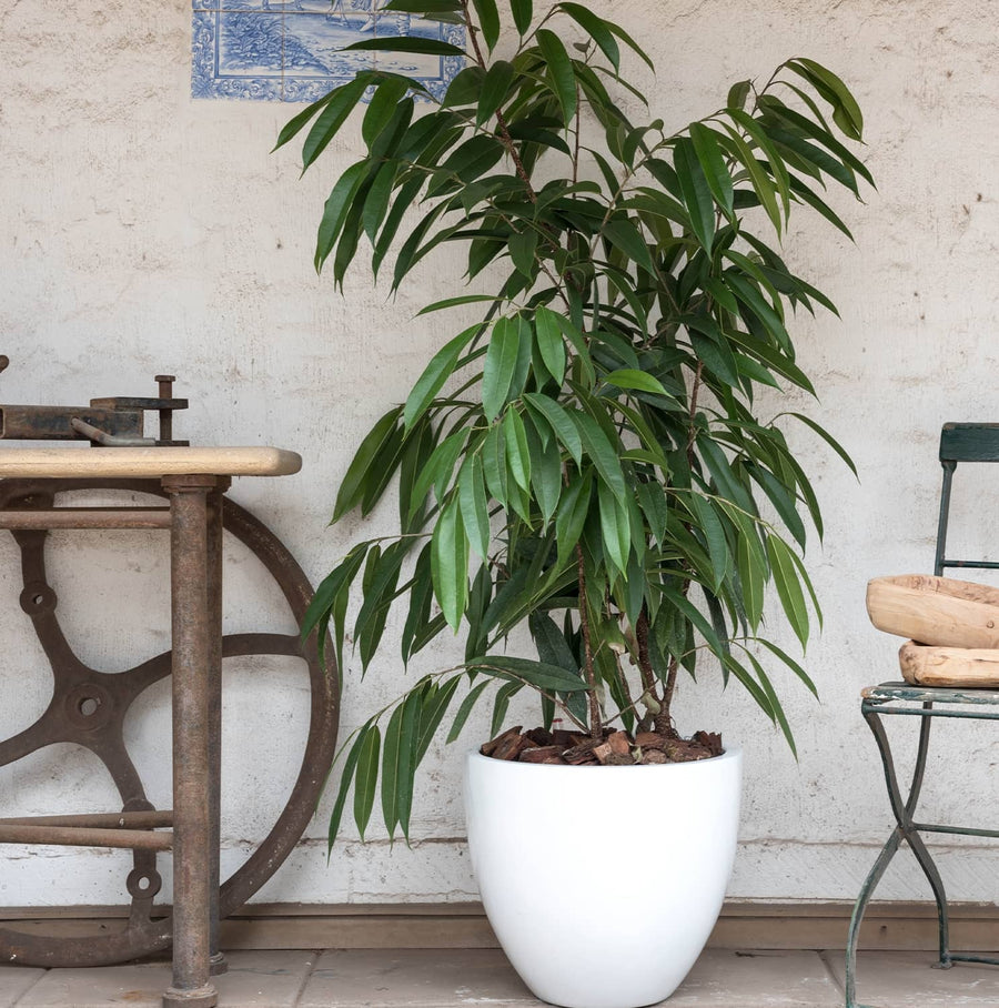 Ficus Alli de hojas largas y estrechas en un macetero blanco redondeado, junto a una mesa rústica.