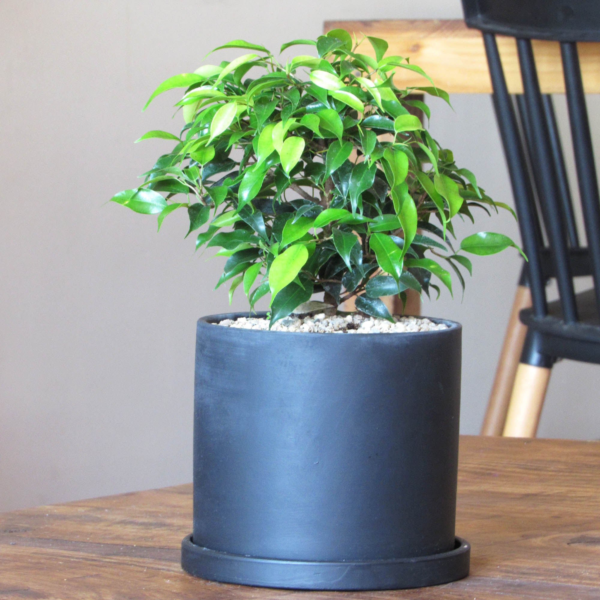 Ficus Bonsai M