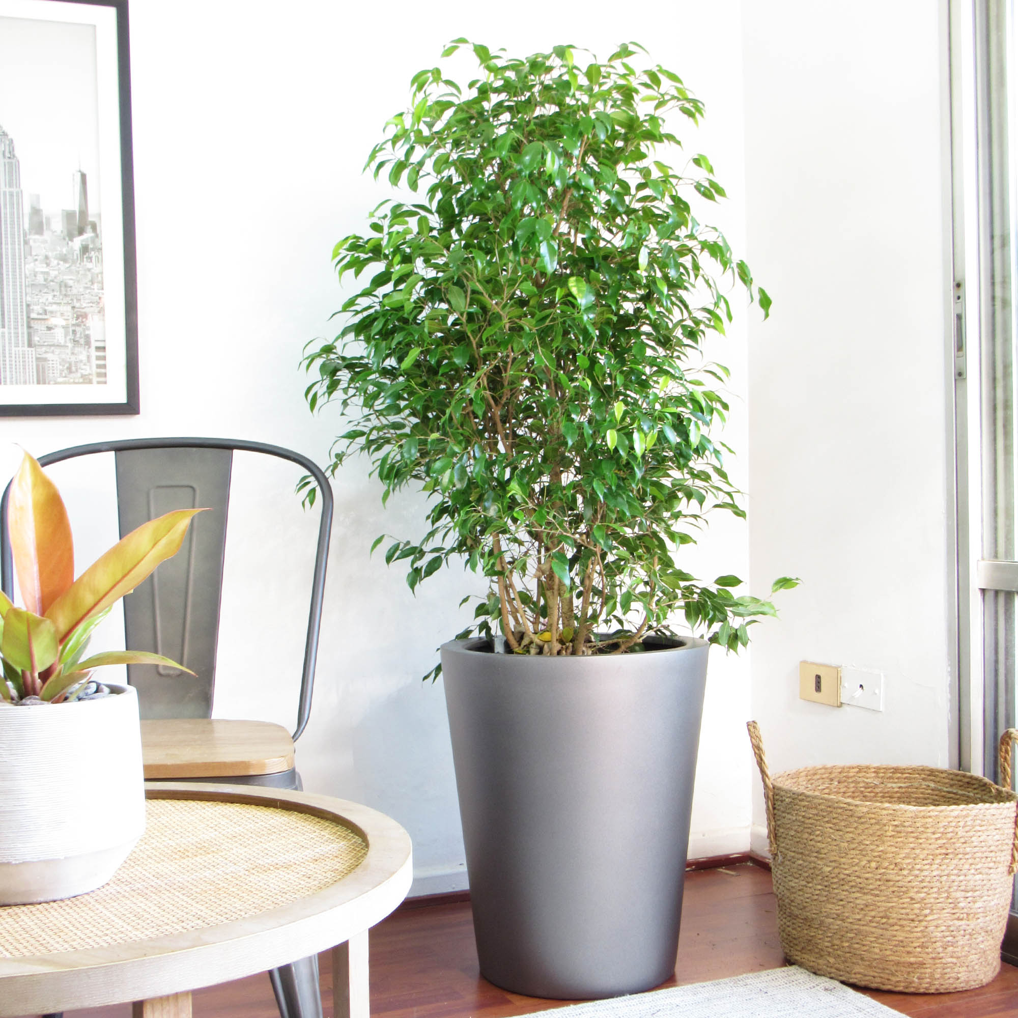 Ficus bonsai XL