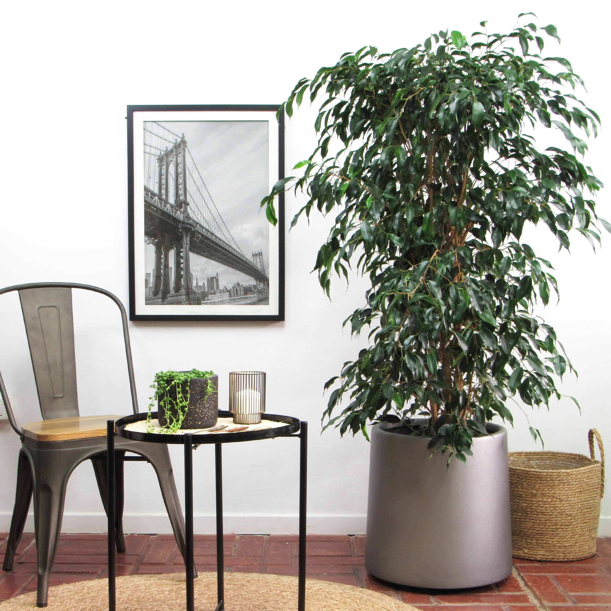 Ficus Danielle XL