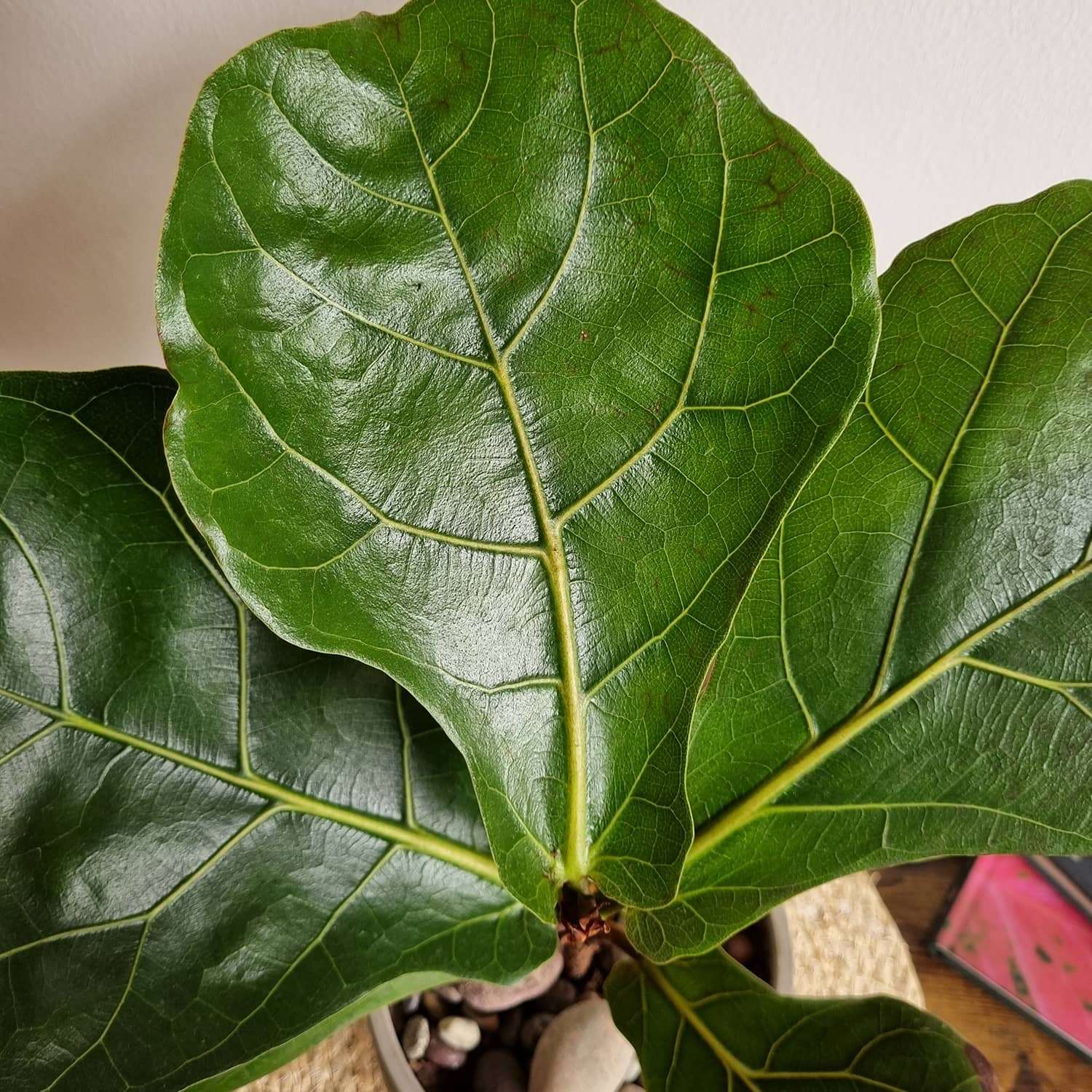 Ficus Lyrata M