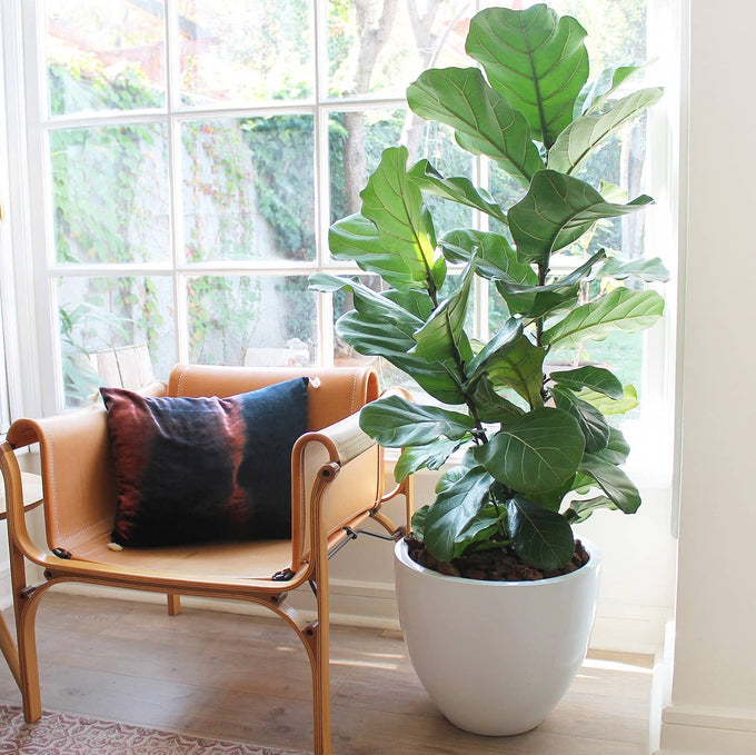 Plantas XL