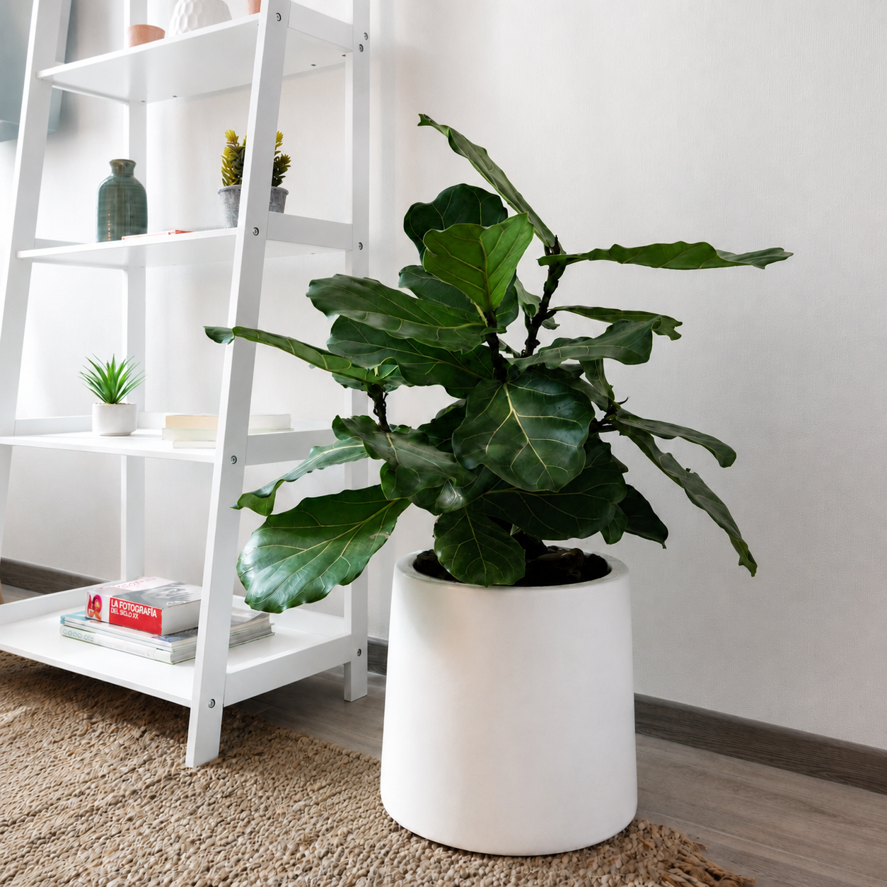 Ficus lyrata L