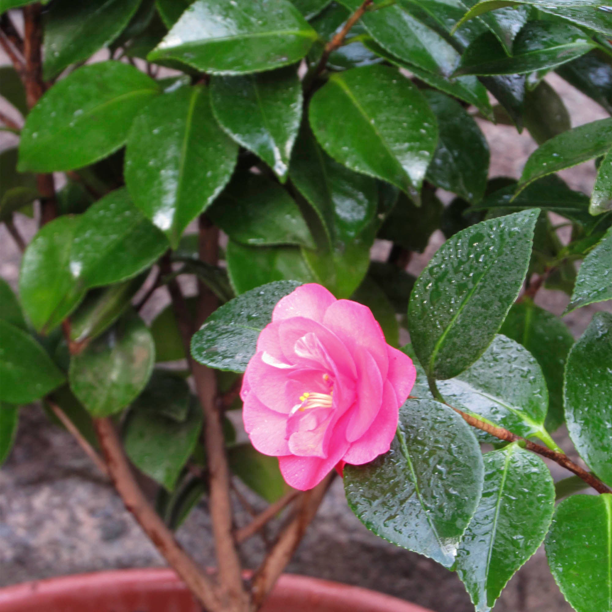 Camelia fucsia L