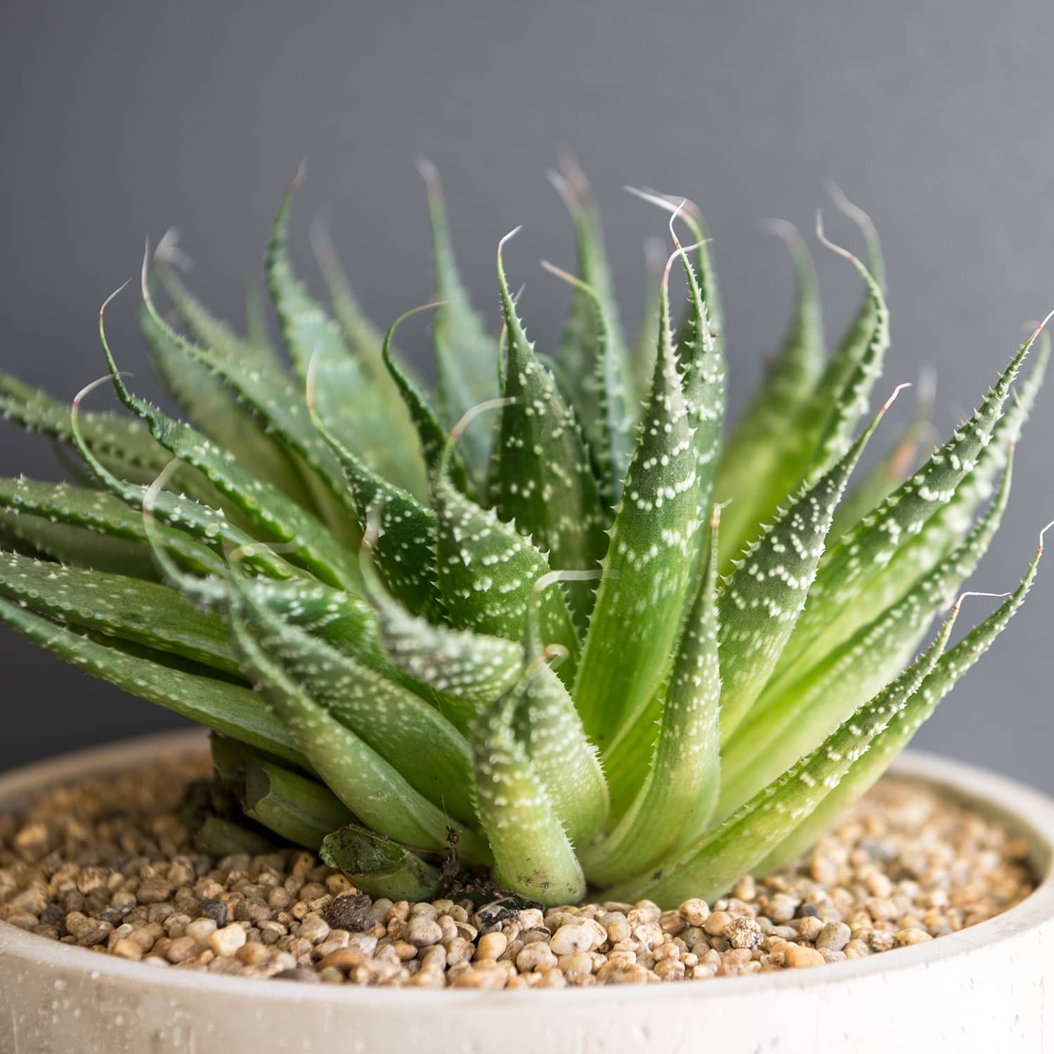 Haworthia Caiquén