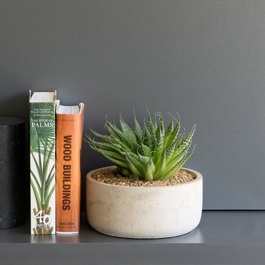 Planta de hojas puntiagudas con puntos blancos en macetero claro bajo, junto a unos libros.
