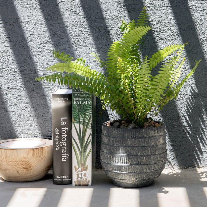 Plantas S