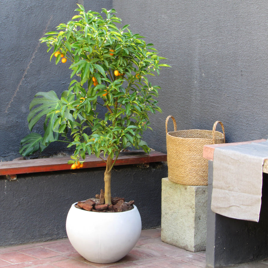 Kumquat con frutos anaranjados y follaje verde en un macetero blanco redondeado.