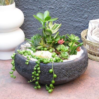 Mini jardín Suculentas Caití