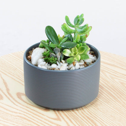 Mini Jardín Pilpilén XS