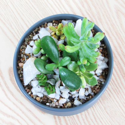 Mini Jardín Pilpilén XS