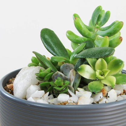 Mini Jardín Pilpilén XS