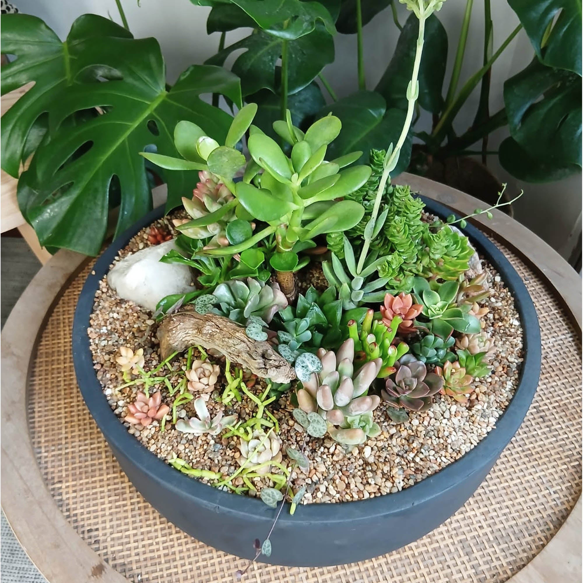 Mini jardín Garza