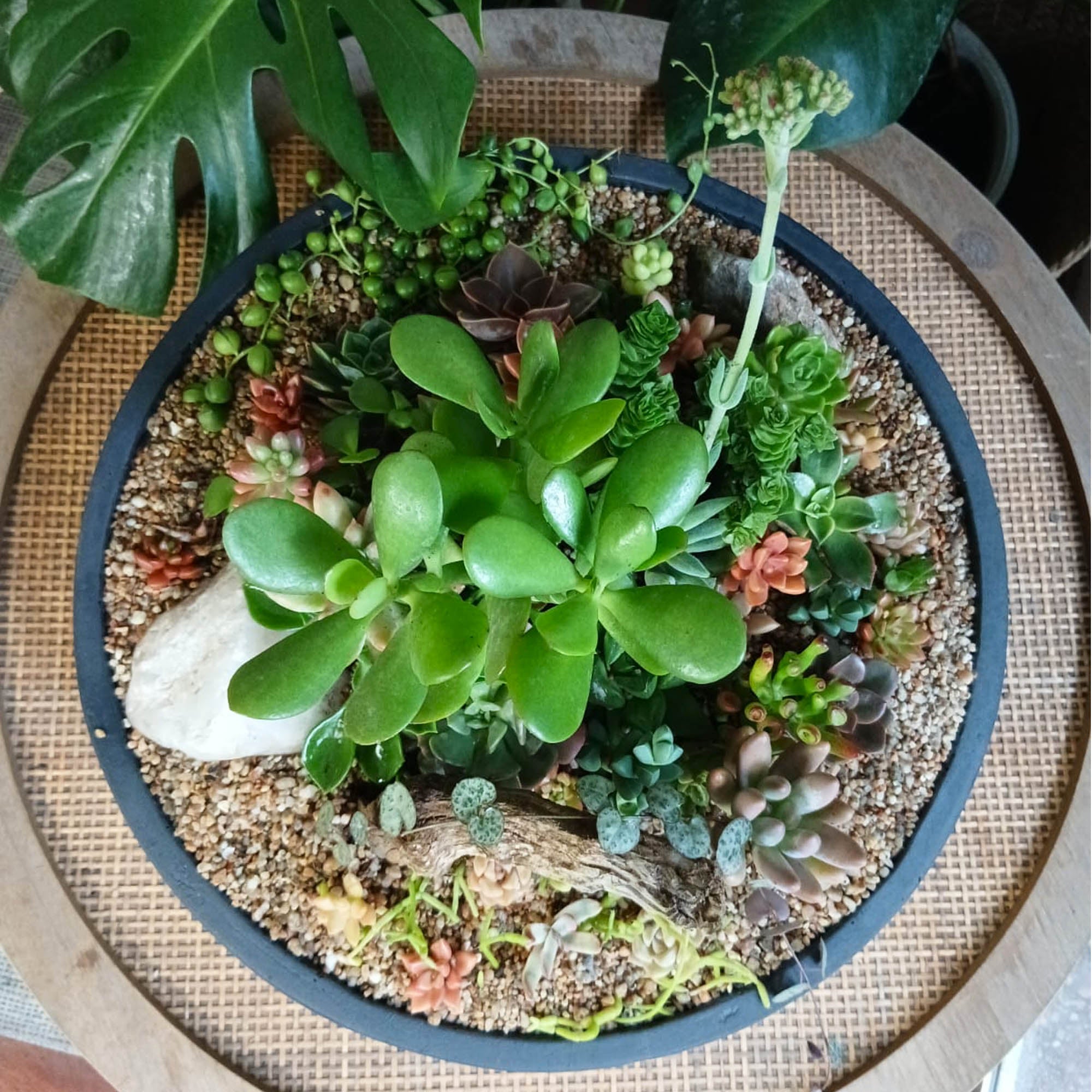 Mini jardín Garza