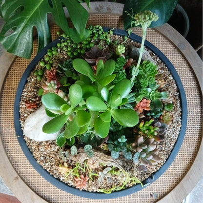 Mini jardín Garza
