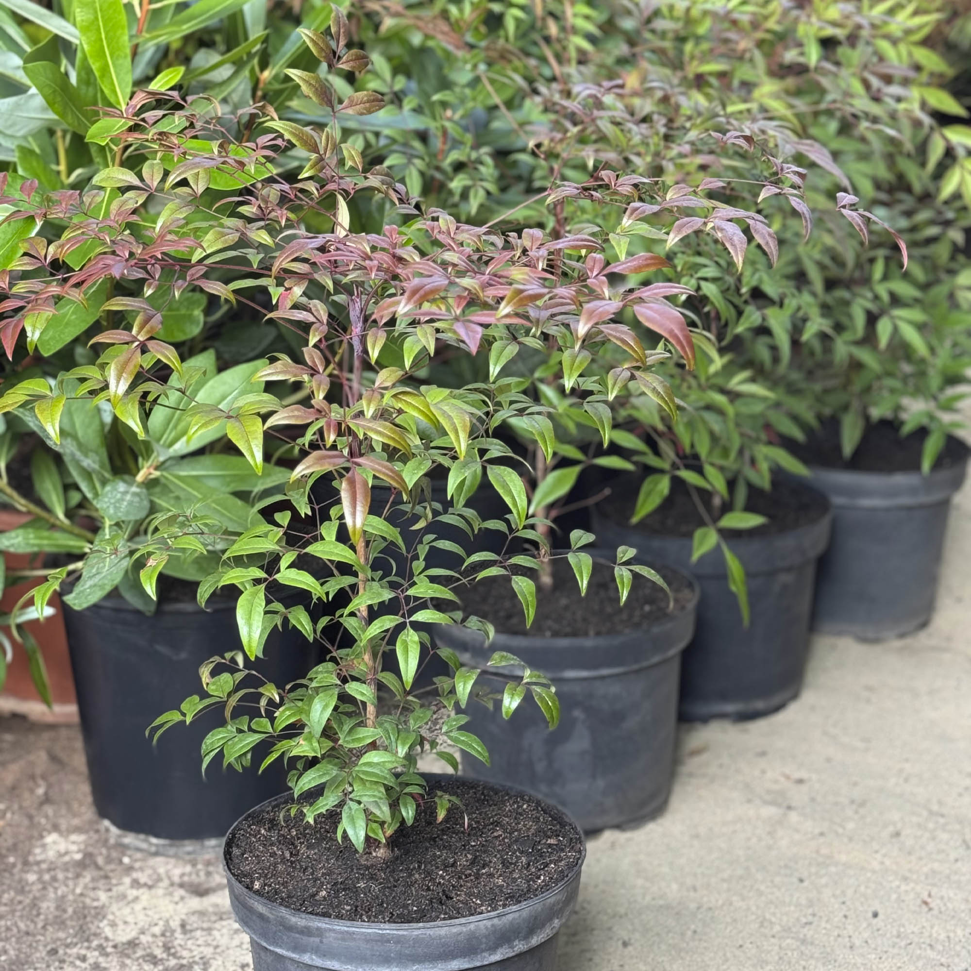 Nandina M