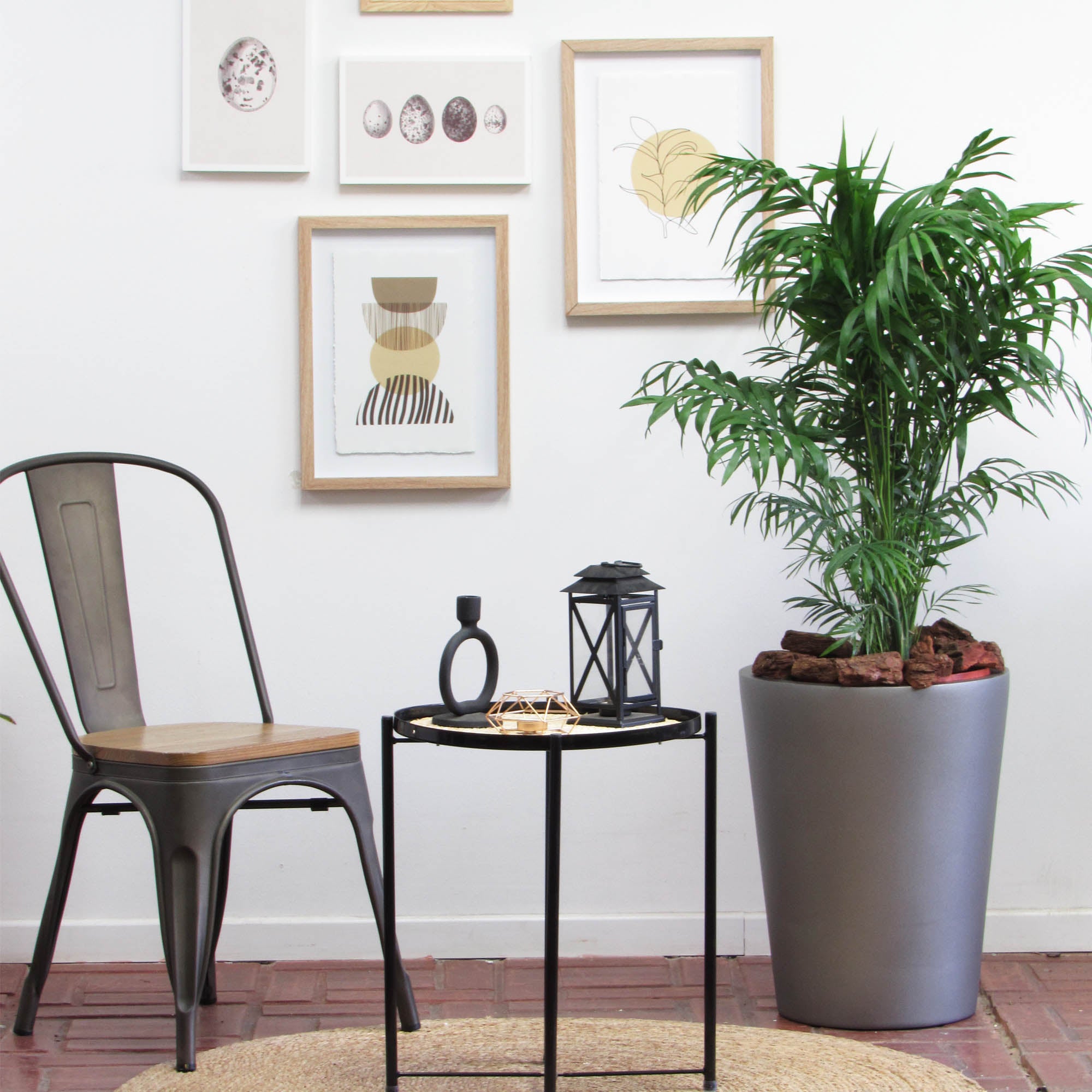 Plantas XL – DECOPLANTAS