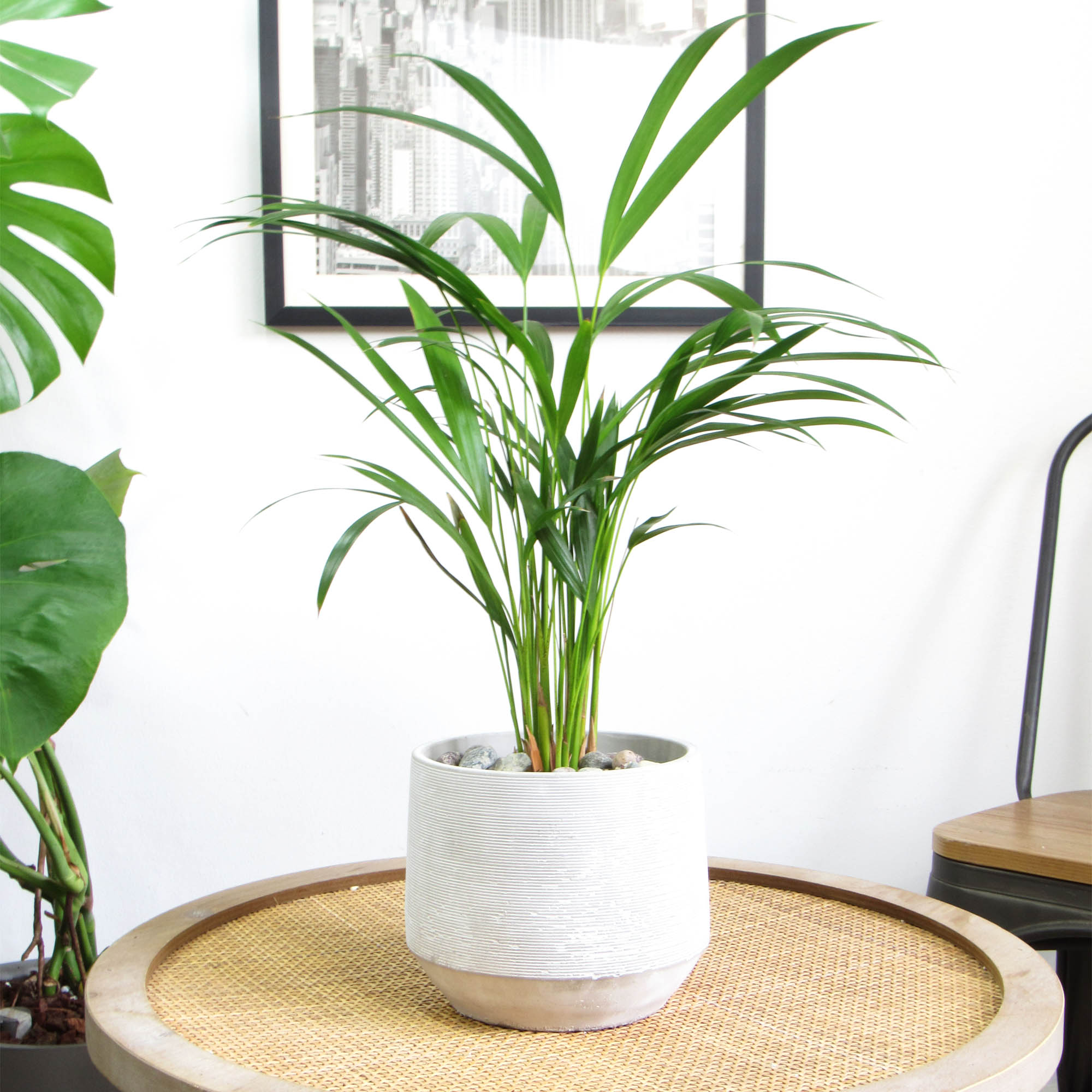 Palmera areca M