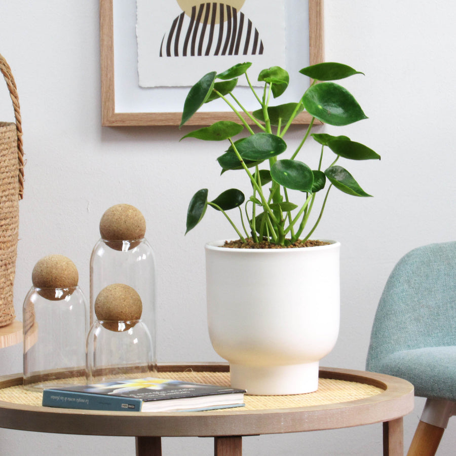 Peperomia de hojas verdes acorazonadas en un macetero blanco con base estrecha, sobre una mesa.
