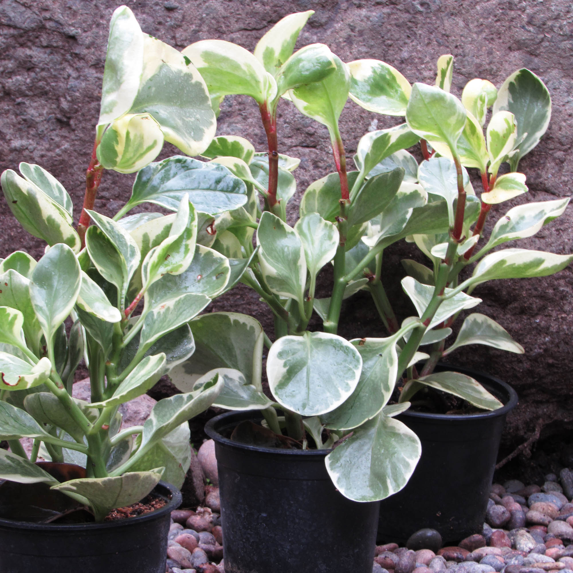 Peperomia obstusifolia variegada M