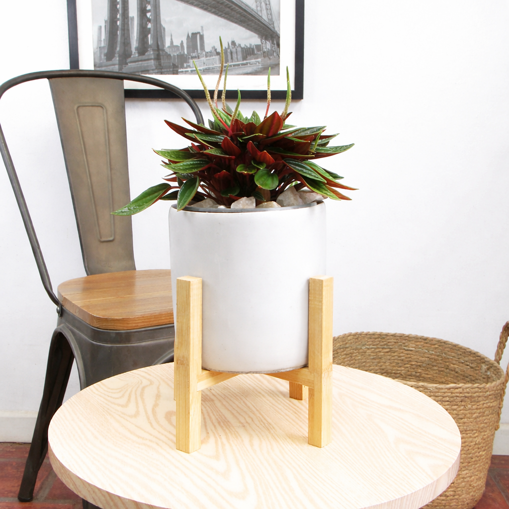 Peperomia caperata rosso S