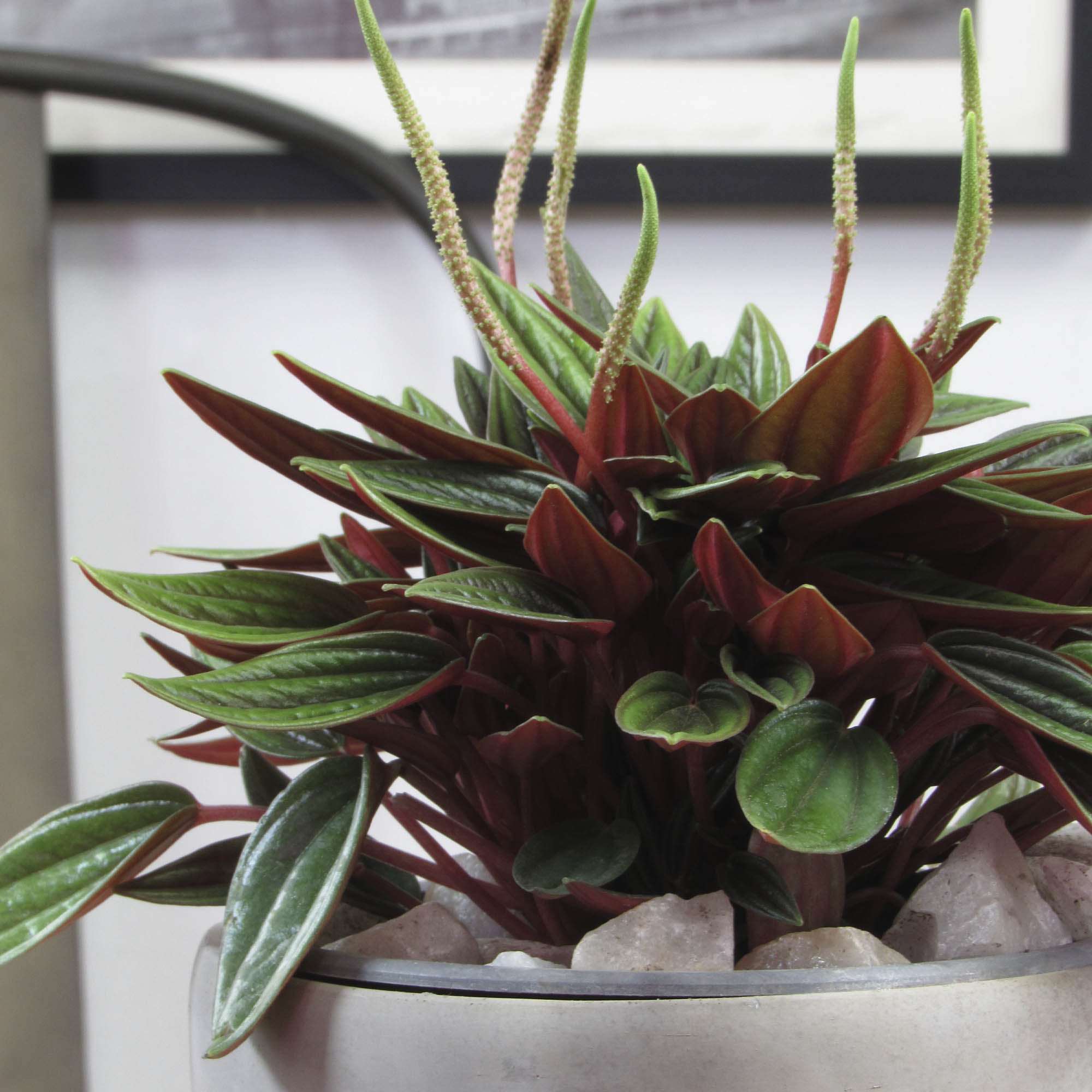 Peperomia caperata rosso S