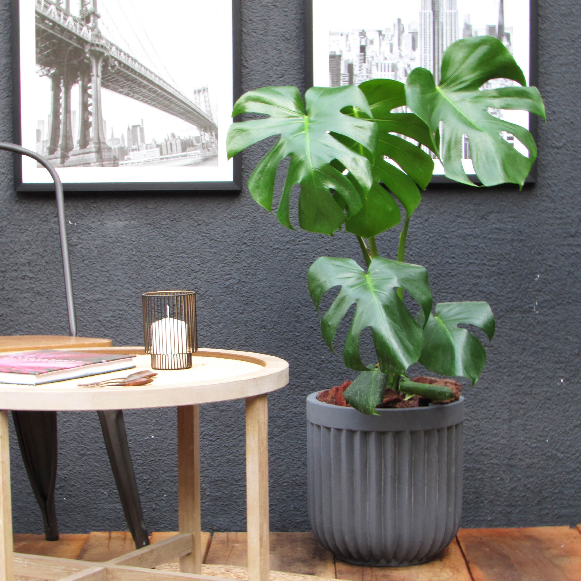 Philodendro Monstera L