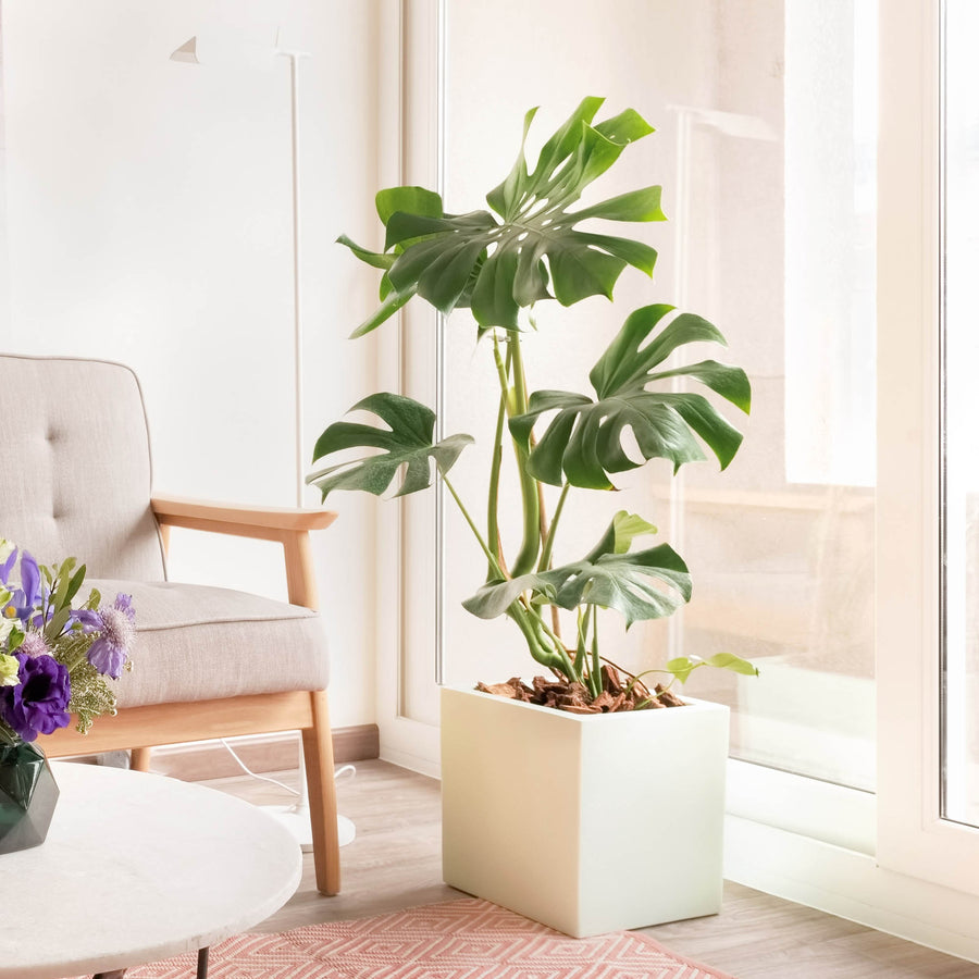 Monstera de hojas grandes y recortadas en un macetero blanco cuadrado, junto a un ventanal.